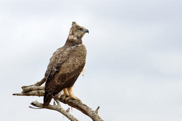 Tawny eagle (Aquila rapax)
