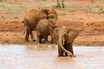 Fototapeta na wymiar Elephant in lake. National park of Kenya