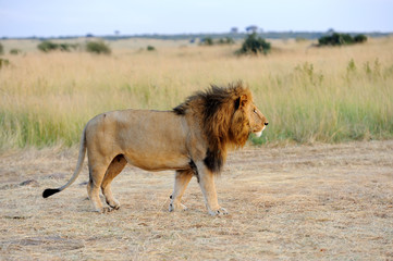 Obraz na płótnie Canvas Close lion in National park of Kenya