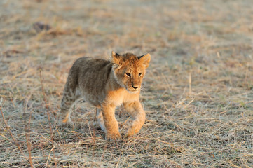 African Lion cub