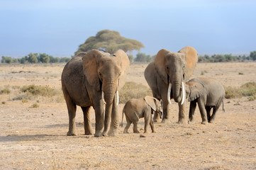 Obraz premium Elephant in National park of Kenya