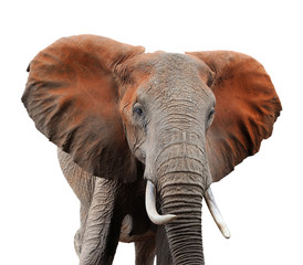 Fototapeta na wymiar Old african elephant