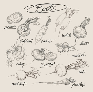 vector hand drawing set of roots