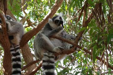 Ring-tailed lemur