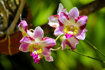 Beautiful orchids from the Caribbean coast, Venezuela