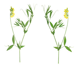 Fototapeta na wymiar Pressed and Dried yellow flower Forest peas. Forest peas Isolat