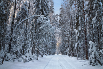 Path in winter forest