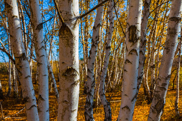 beautiful birch grove by a autumn day