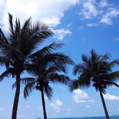 Fototapeta na wymiar palm beach