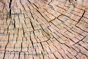 Brown cracked wooden texture with circles