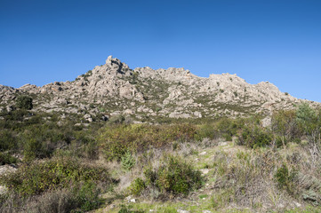 Fototapeta na wymiar Mediterranean vegetation in Sierra de los Porrones, Guadarrama Mountains, Madrid, Spain.