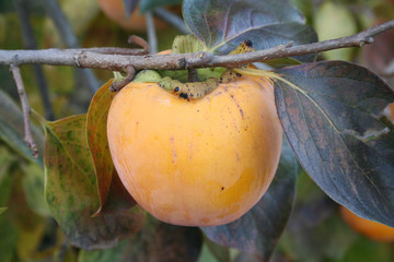 caco maturo su albero 