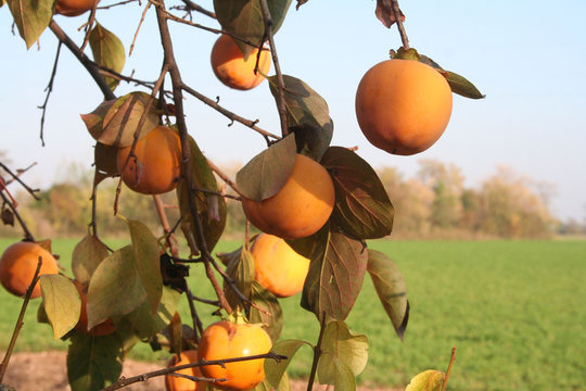 cachi maturi su albero 