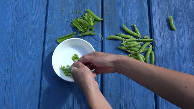 Girl hands pod shell hull green peas in white dish on blue wooden table background. Static closeup shot. 4K
