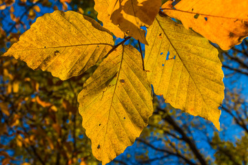 Naklejka na ściany i meble closeup golden autumn leaves