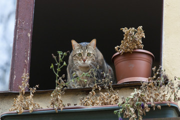 кот в окне