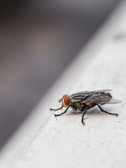 Insects fly close to nature