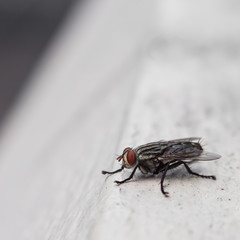 Insects fly close to nature