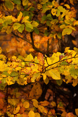 Herbstliches Blattwerk