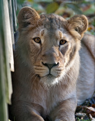 lioness