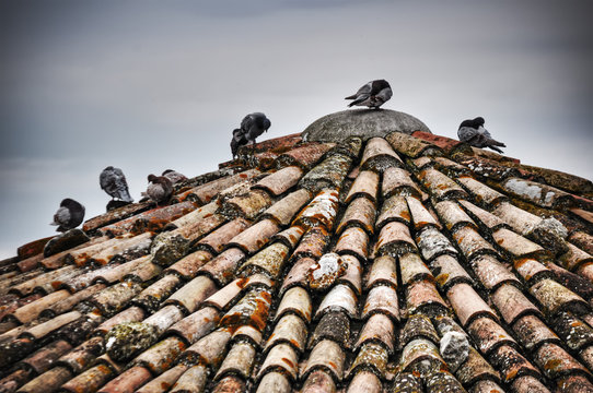 pigeons on an old roof in San Leo