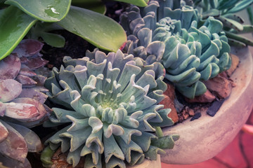 cactus with filter effect retro vintage style