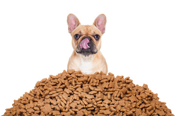 hungry dog