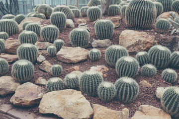 cactus with filter effect retro vintage style