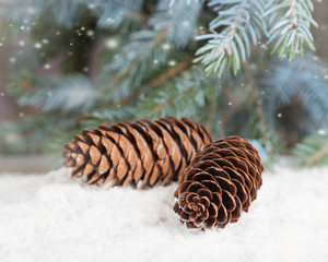Fir cones lie on snow under fir sprinkled with snow
