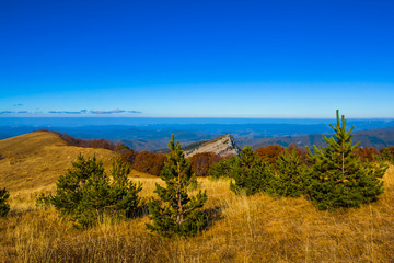 small pine forest on a mountain plateau