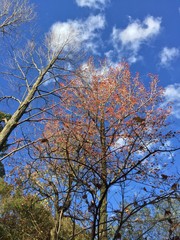 End of Autumn in Japan