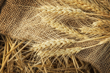 ears of corn on sackcloth in haystack