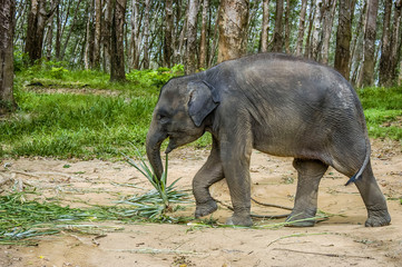 Baby Asian Elephant in South Thailand