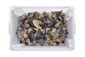 Container with oyster shells