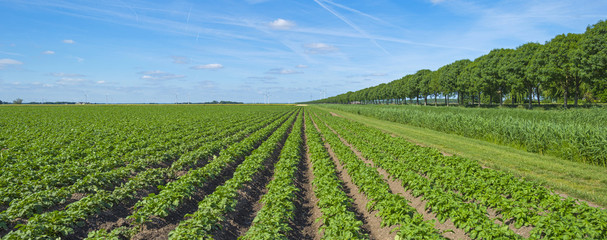 Obraz na płótnie Canvas Vegetables growing on a sunny field in spring
