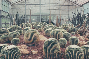cactus with filter effect retro vintage style © Nattapol_Sritongcom