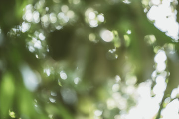 Fototapeta premium abstract natural blur background, defocused leaves, bokeh