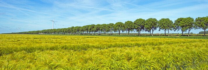 Yellow green wheat on a sunny field in spring