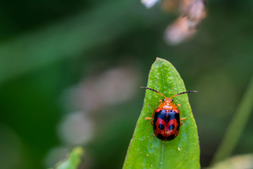 ladybug on a green leaf macro