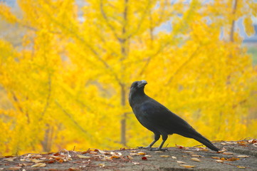 黄葉にカラス