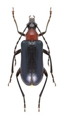 Beetle Dinoptera collaris