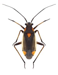 Bug Capsodes gothicus