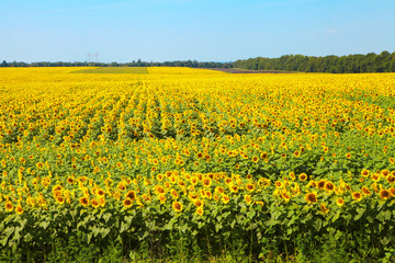Obraz premium Field of blooming sunflowers