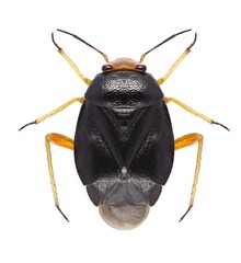 Bug Strongylocoris leucocephalus