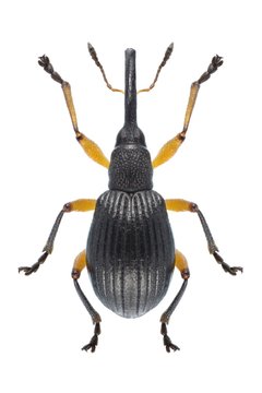 Beetle Protapion apricans
