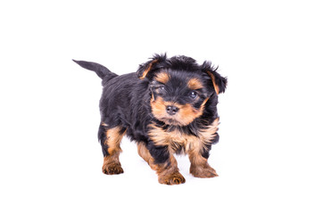 Portrait of cute yorkshire terrier puppy, 2 months old, isolated on white.
