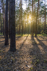 Pine forest in the summer