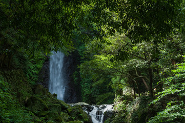 Fototapeta na wymiar 養老の滝