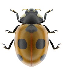 Beetle Coccinella magnifica