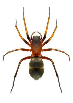 Spider Micaria formicaria (female)